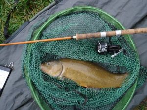 A tench from a Preston Angling Association water