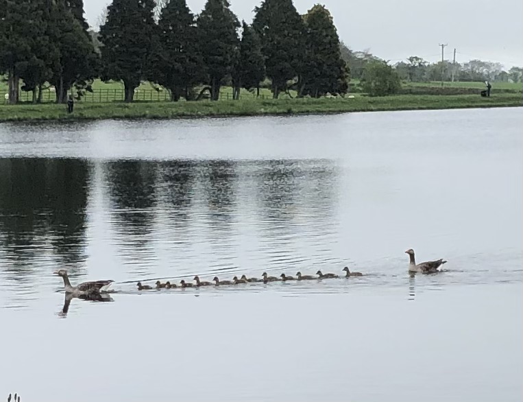 Greylag geese at Barnsfold Waters Trout Fishery